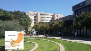 Científicos israelíes desarrollan tratamiento que erradica el cáncer de páncreas en 14 días